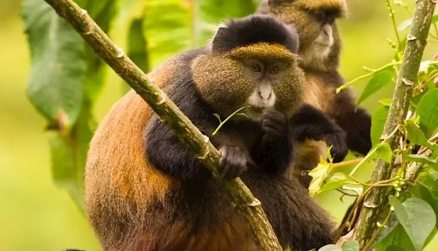 Rwanda’s Unique Wildlife: From Mountain Gorillas to Golden Monkeys