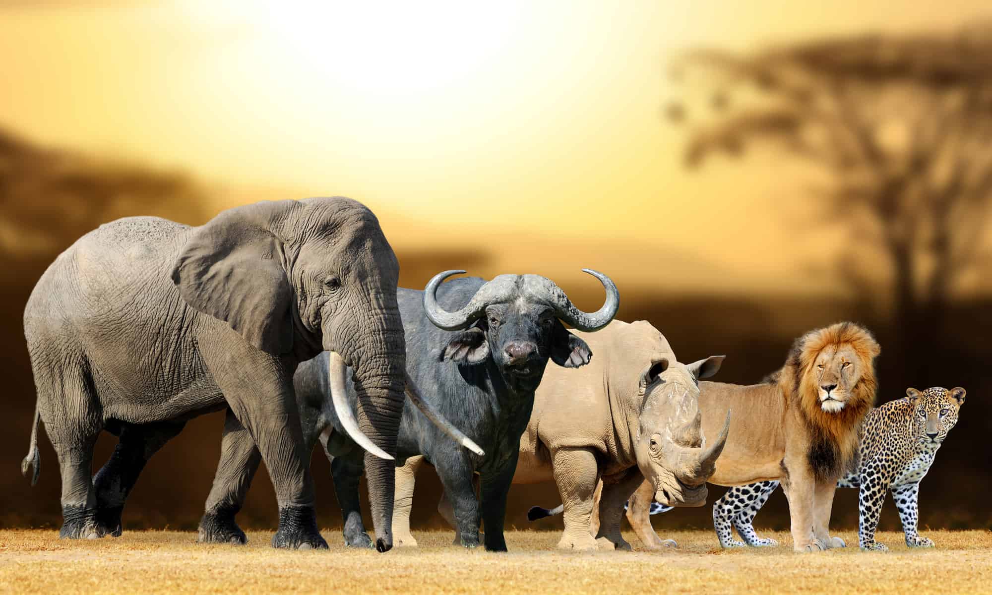 South Africa’s Wildlife: From the Big Five to Endangered Species