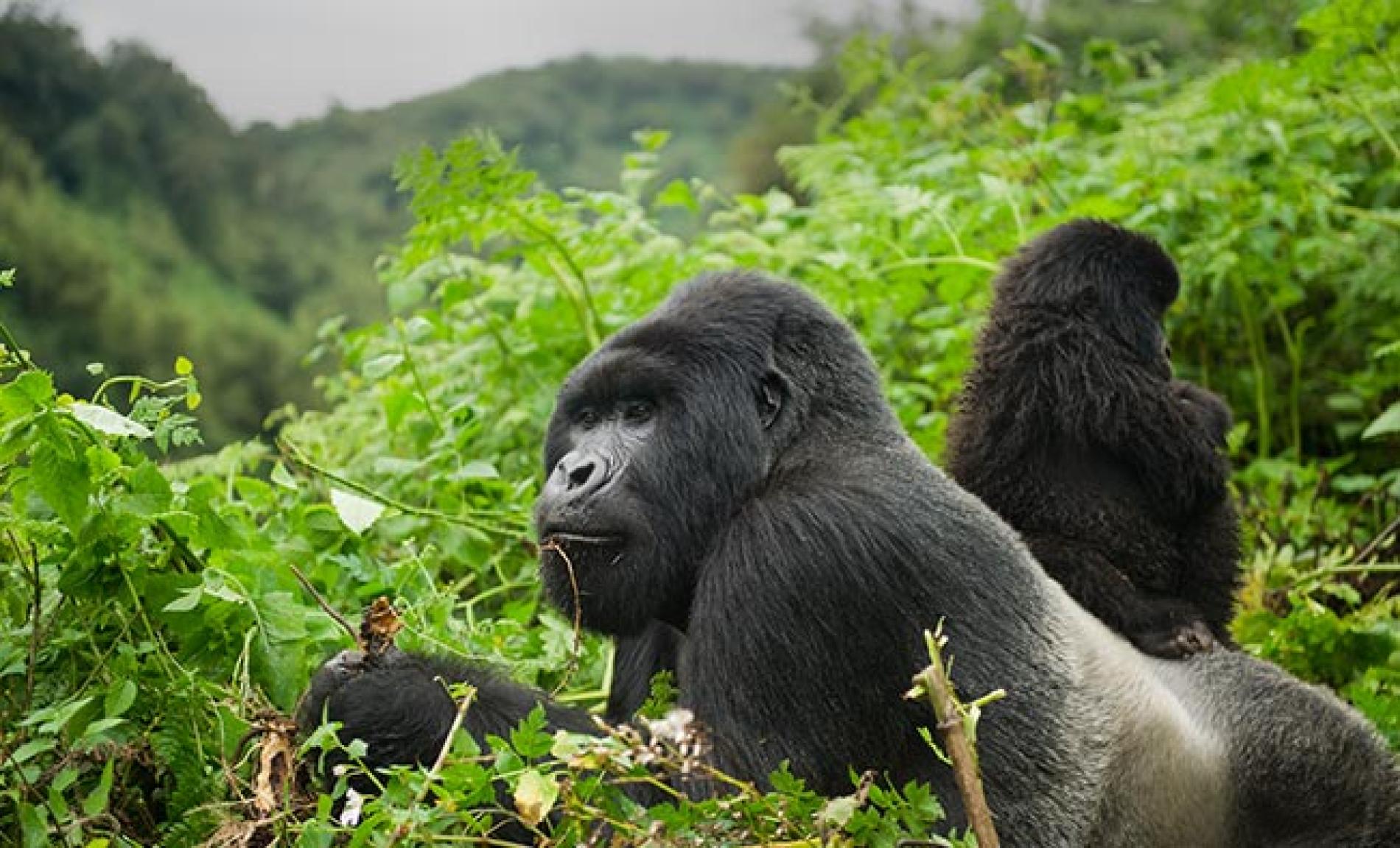 The Best Wildlife Experiences in Rwanda: Gorillas, Chimpanzees, and More