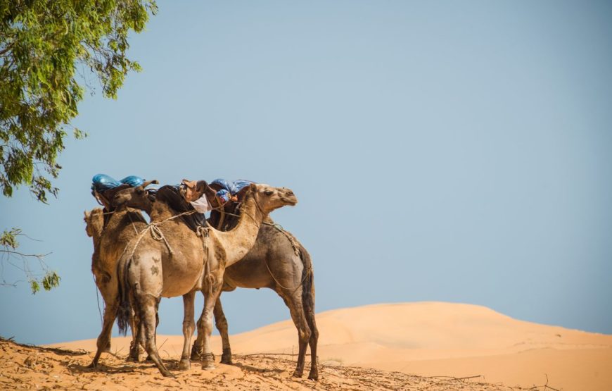 Essential Senegal