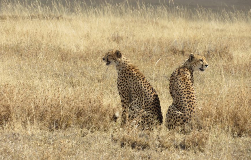 4 Days Tanzania Best Budget Safari