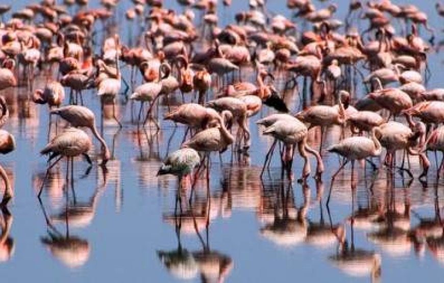 7-Day Tanzania Lodge Safari with Lake Natron