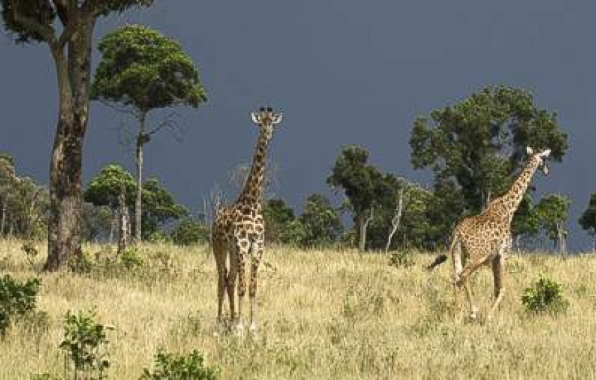 8-Day Tanzania Safari with Lake Natron – Oldoinyo Lengai