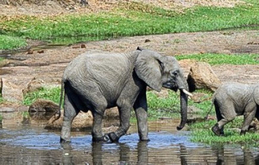 7-Day Tanzania Lodge Safari with Lake Natron