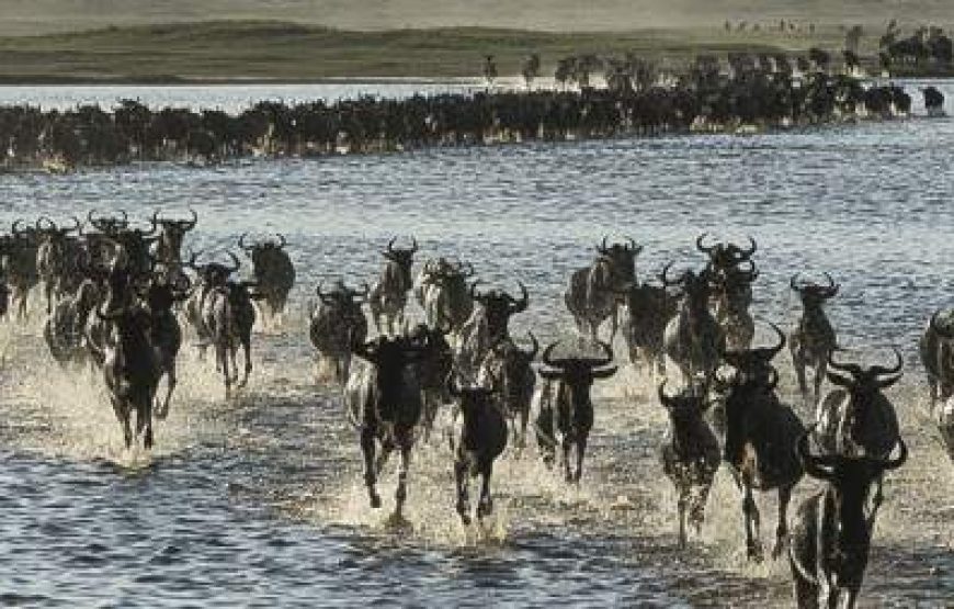 6-Day Calving Season and Wildebeest Migration in Dec-Apr