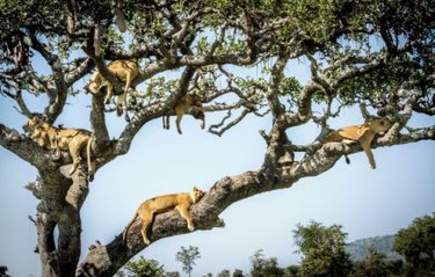 1-Day Trip to Ngorongoro Crater Tour