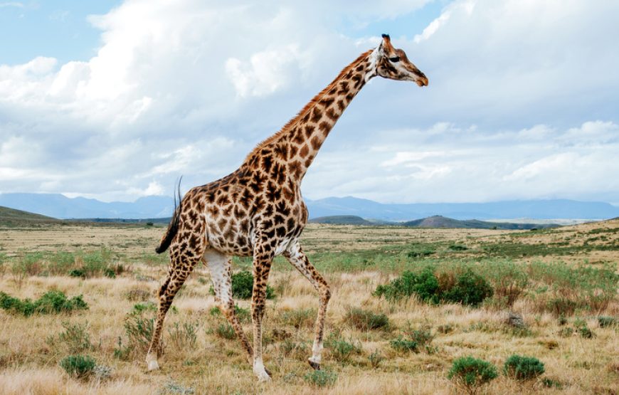 4-Day Tarangire, Serengeti and Ngorongoro