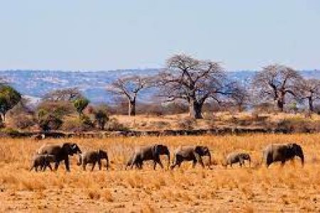 5-Day Tarangire, Serengeti 2 Nights and Ngorongoro