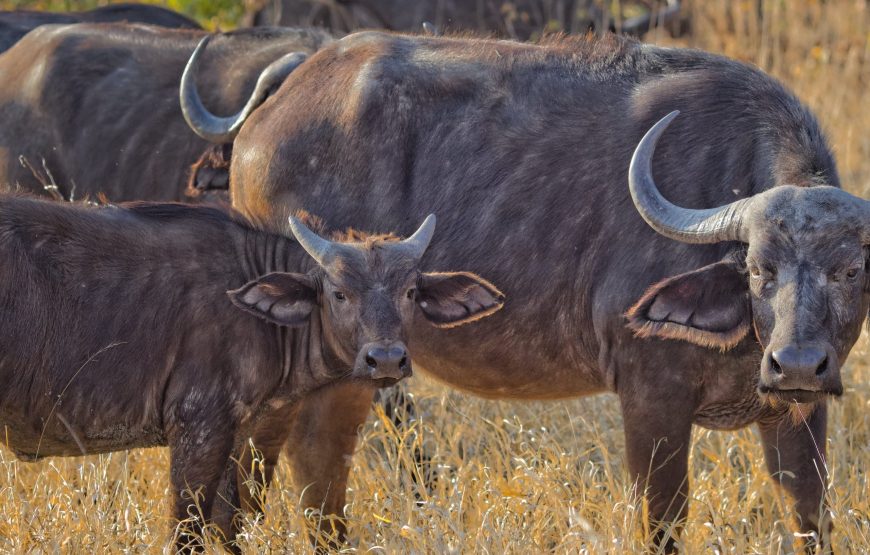 1-Day Trip to Ngorongoro Crater Tour