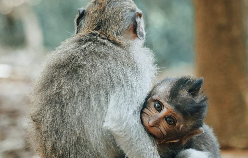 4-Day Lake Manyara Serengeti Ngorongoro