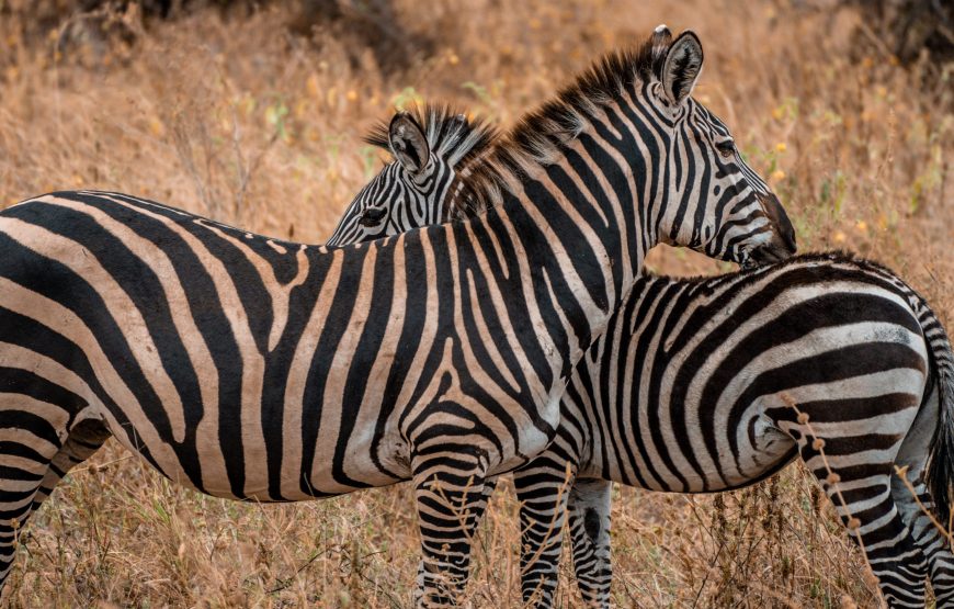 1-Day Trip to Ngorongoro Crater Tour