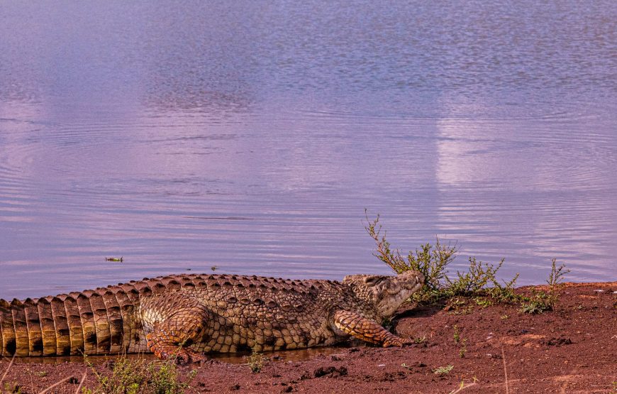 4-Day Lake Manyara, Crater, Serengeti, Mid-Range Tour