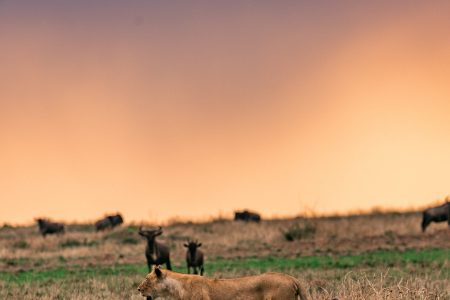 9-Day Special Offer to See Great Migration in Ndutu