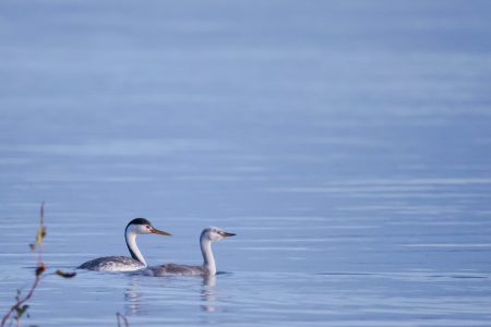 4-Day Lake Ndutu to See Calving Season