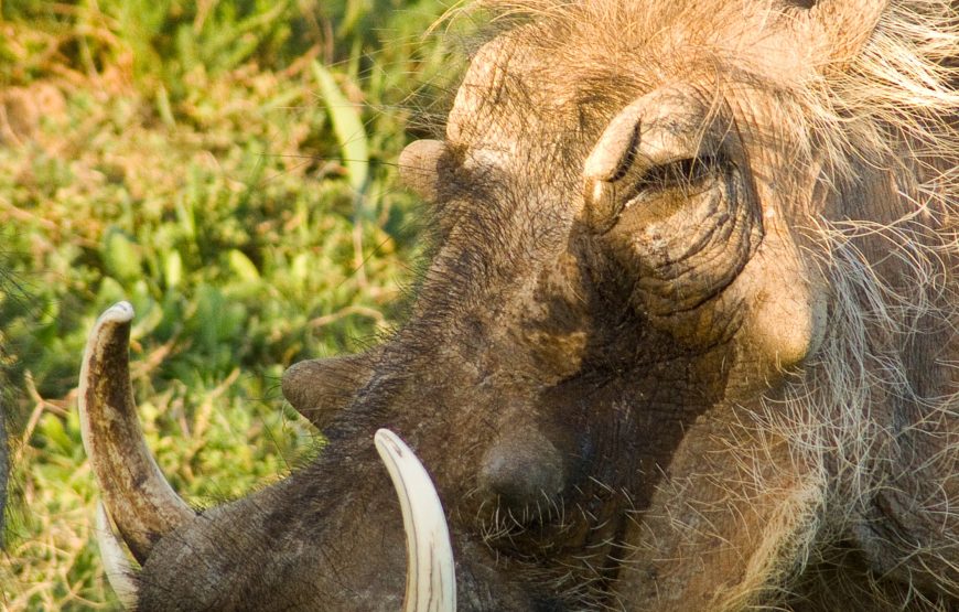 4-Day Lake Manyara, Crater, Serengeti, Mid-Range Tour