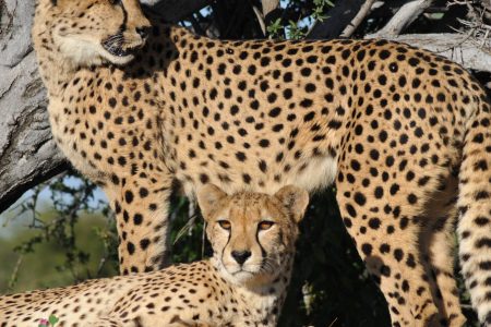 7-Day Tanzania Budget Safari Tour