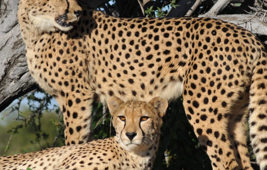 3-Day Serengeti 1 Night and Ngorongoro 1 Night Safari