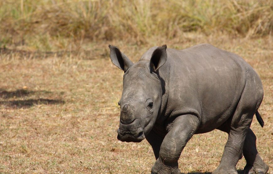 4-Day Lake Manyara, Crater, Serengeti, Mid-Range Tour