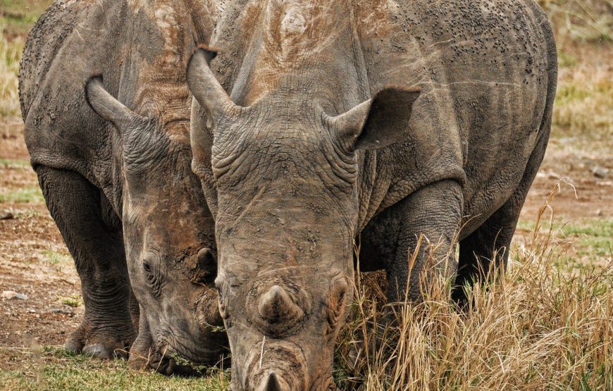 6-Day Safari to See Migration Crossing Mara River