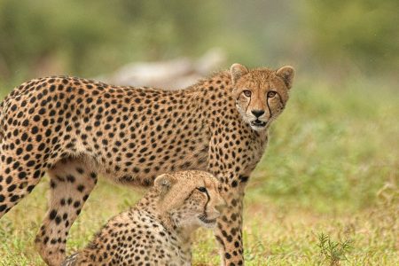 4 Day Manyara, Serengeti, Crater & Tarangire NP Camping