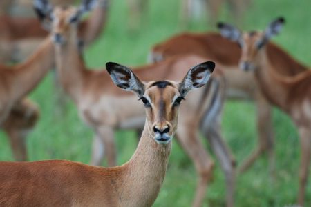 1-Day Trip to Ngorongoro Crater Tour