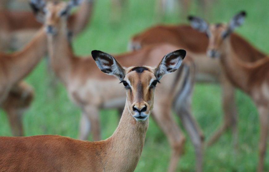 1 Day (Half Day) Okapuka Game Range Drive