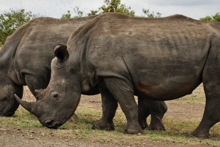 10 Days Luxury Safari To See Great Migration Crossing