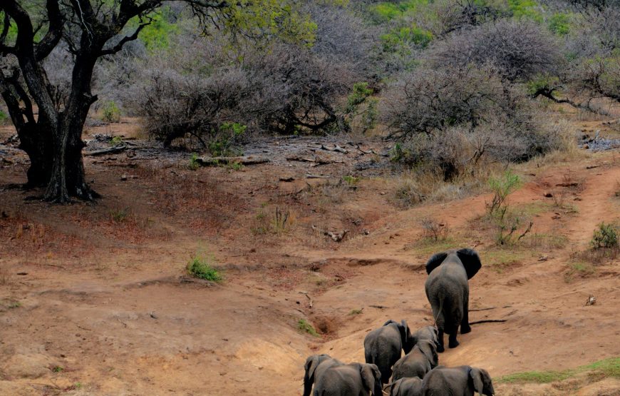 1-Day Ngorongoro Crater Vacation