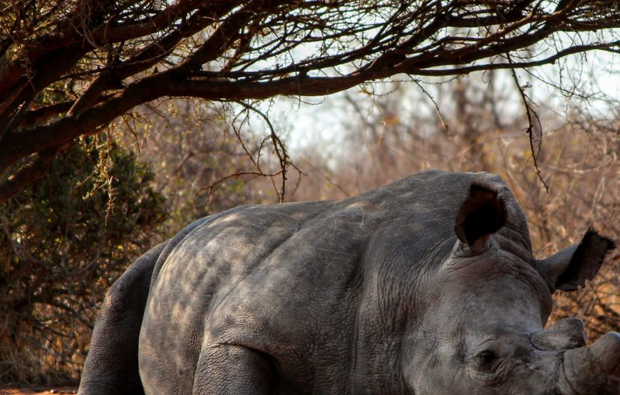 7-Day Trip to See Great Migration Crossing Mara River