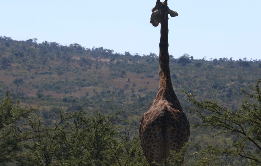 6-Day Tanzania Safari to See Gnu Crossing the River