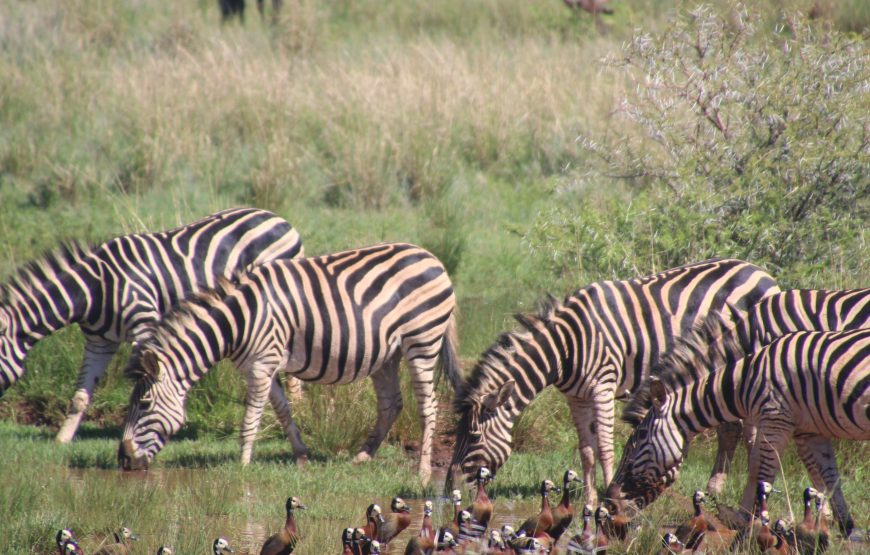 1-Day Tarangire Natioanal Park Adventure Trip