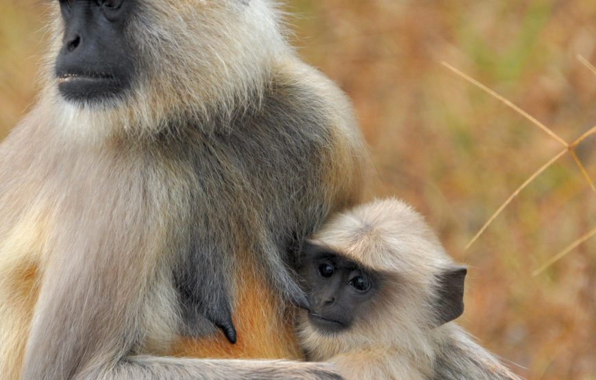 2-Day Manyara and Ngorongoro Crater