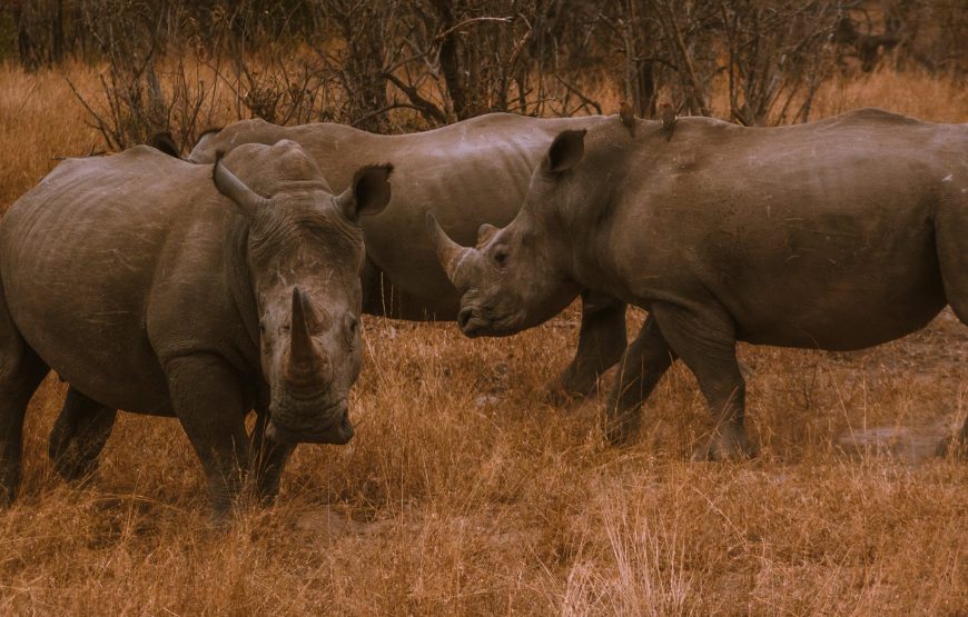 4 Day Manyara, Serengeti, Crater & Tarangire NP Camping