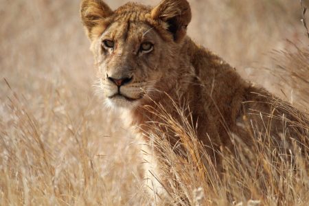 3-Day Affordable Budget Safari