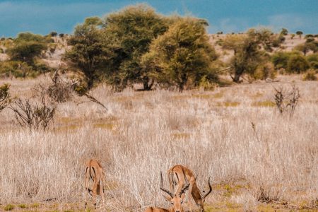 6-Day Tanzania Safari to See Gnu Crossing the River