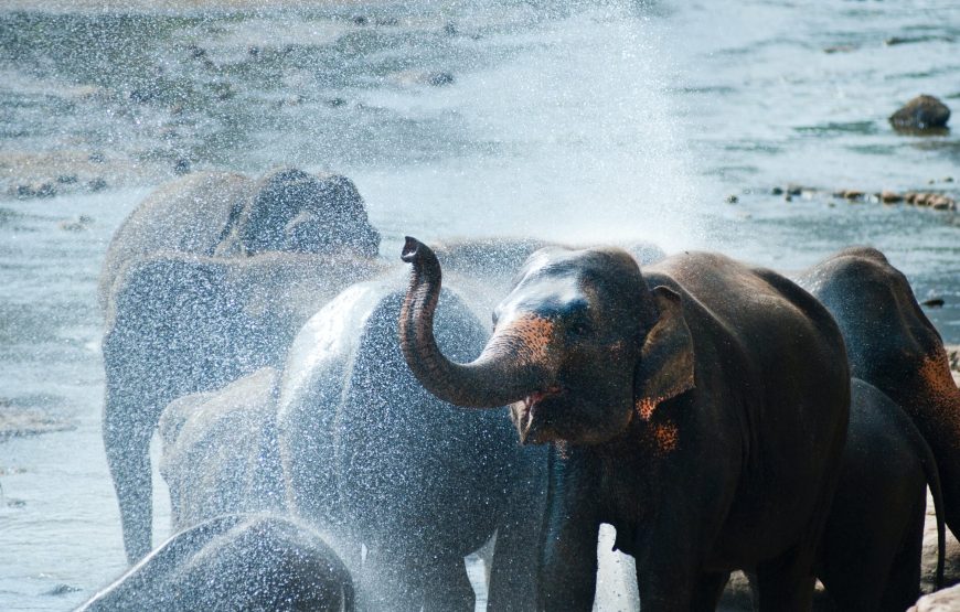 4-Day Lake Ndutu to See Calving Season