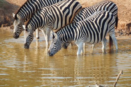 4-Day Amazing Safari to Tarangire, Serengeti and Crater