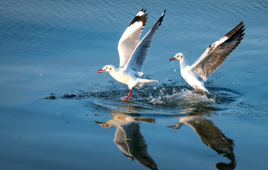 4-Day Lake Ndutu to See Calving Season