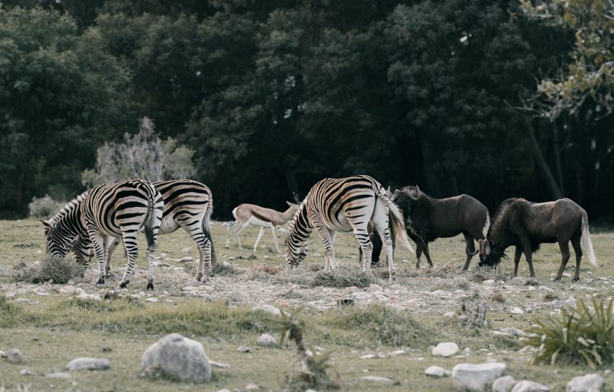 6-Day Safari to See Migration Crossing Mara River