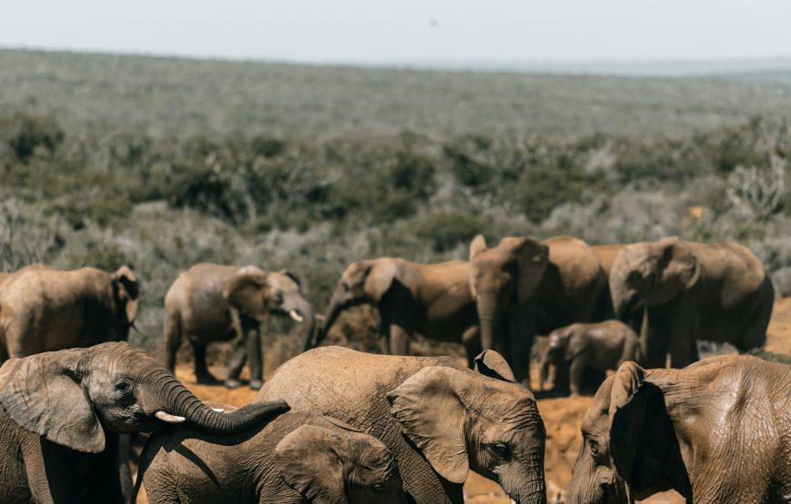 1-Day Trip to Ngorongoro Crater Tour