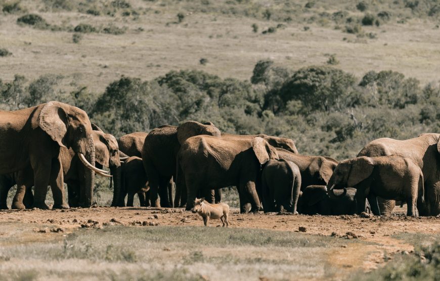 6-Day Safari to See Migration Crossing Mara River