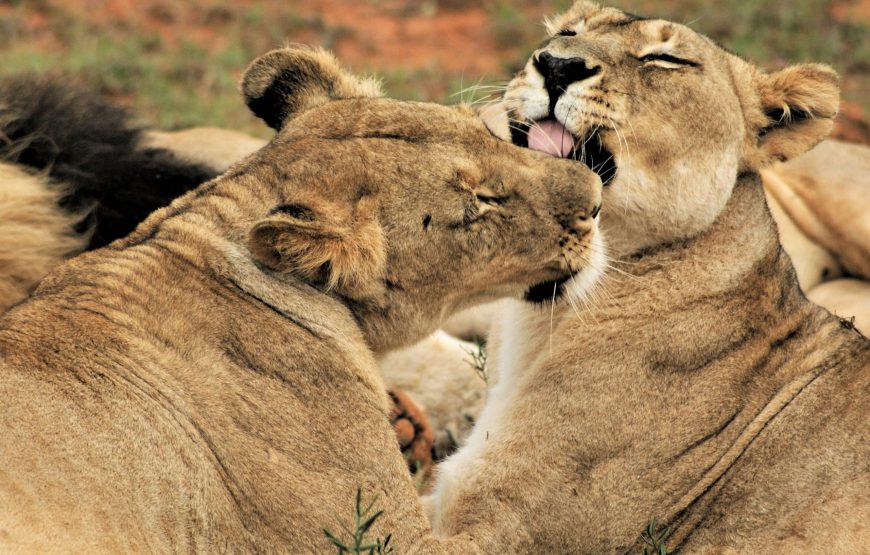 5-Day Tarangire, Serengeti 2 Nights and Ngorongoro