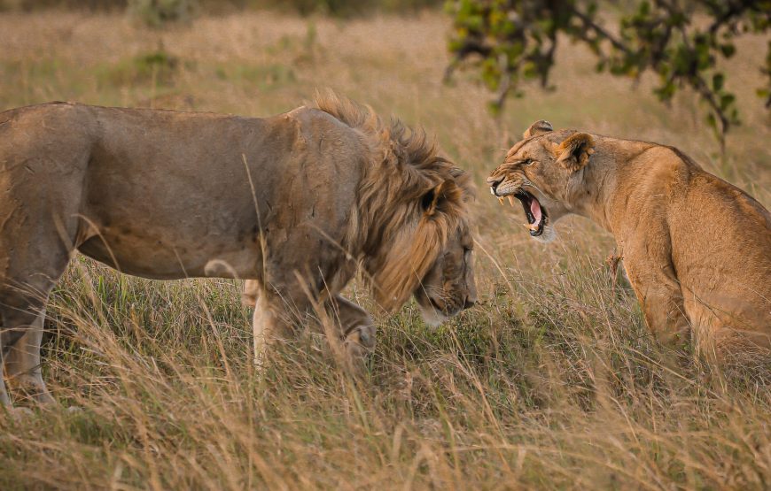 6-Day Great Migration to Lake Ndutu, Serengeti & Crater