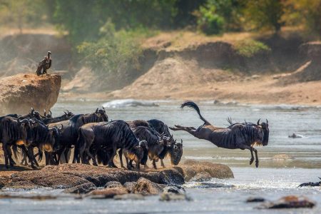 6-Day Safari to See Migration Crossing Mara River