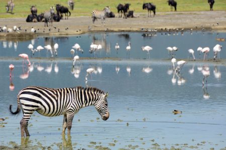 6 days safari (swala) :Tarangire, Ngorongoro crater, Serengeti, Lake Eyasi, Lake Manyara.